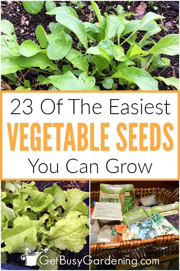 23 Of The Easiest Vegetable Seeds You Can Grow