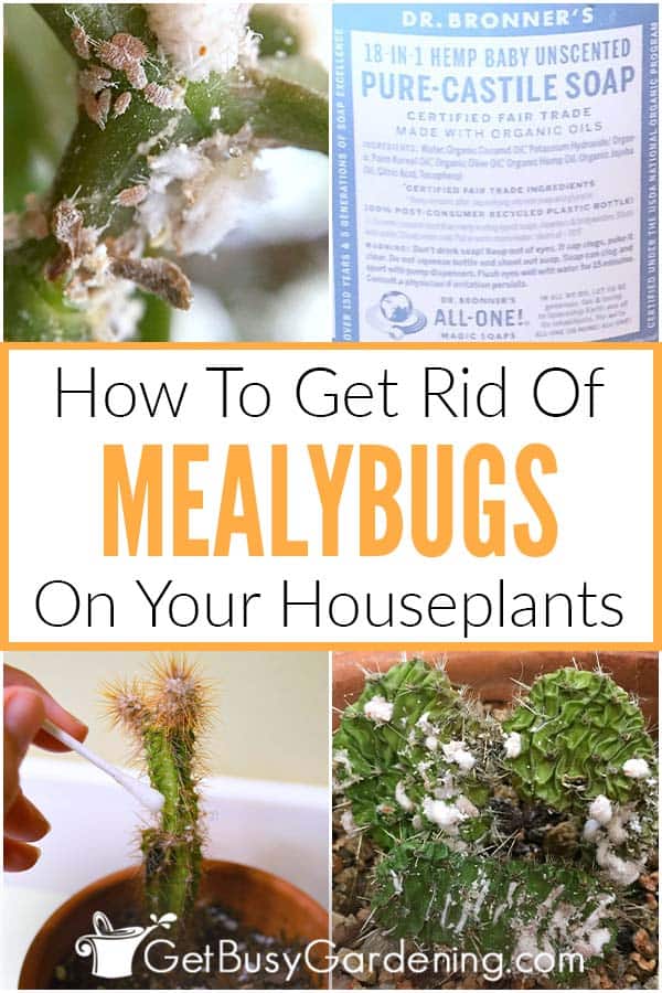 How To Get Rid Of Bugs On Houseplants - Get Busy Gardening