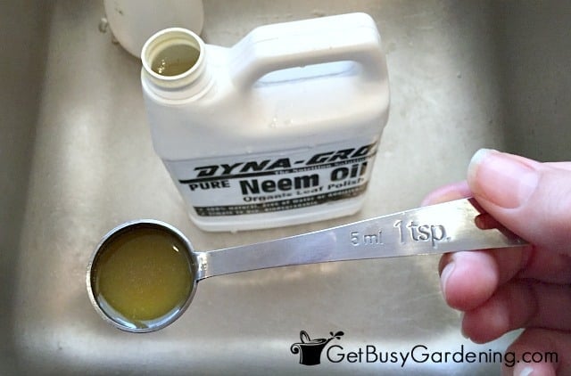 Making my DIY neem oil insecticide recipe