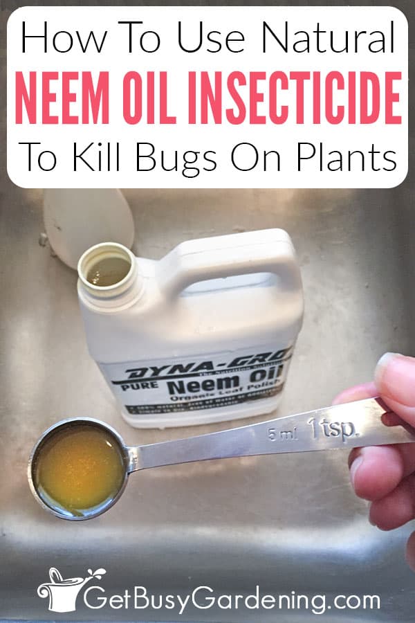 How To Use Natural Neem Oil Insecticide To Kill Bugs on Plants