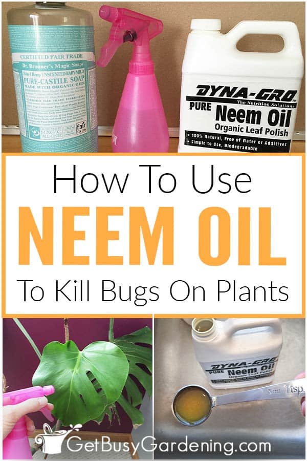 Sådan bruges neemolie til at dræbe bugs på planter