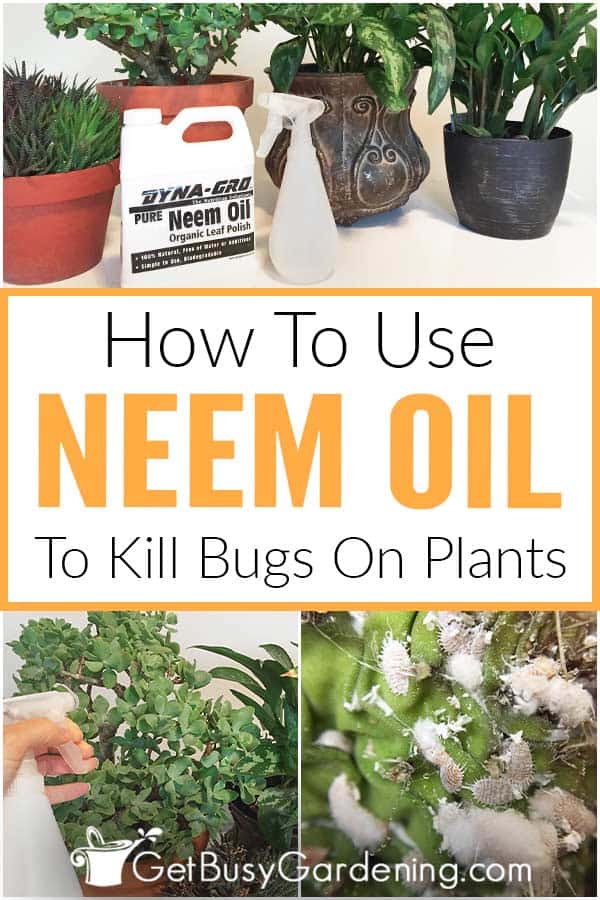 hur man använder Neem olja för att döda buggar på växter