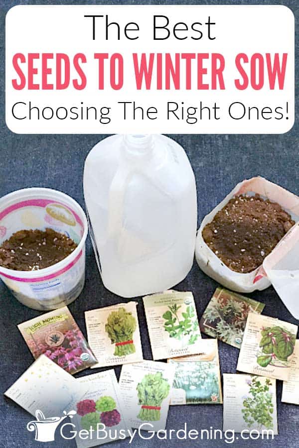 The Best Seeds To Winter Sow Choosing The Right Ones!