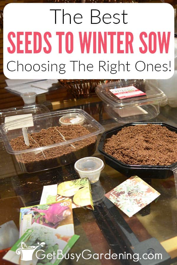 The Best Seeds To Winter Sow Choosing The Right Ones!