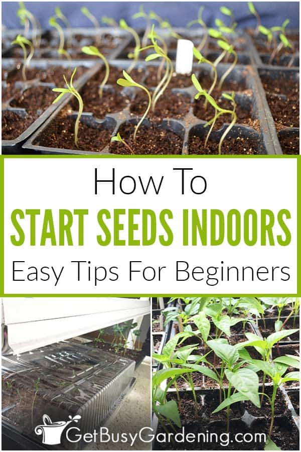 How To Start Seeds Indoors: Easy Tips For Beginners