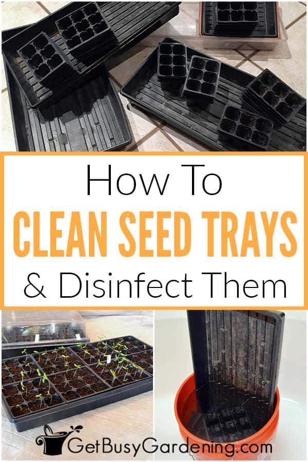 How To Clean Seed Trays & Disinfect Them