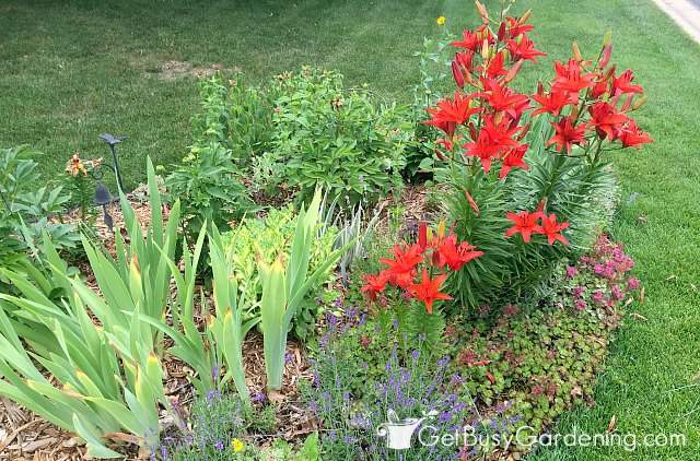 Garden planted with road salt tolerant plants Garden planted with road salt tolerant plants
