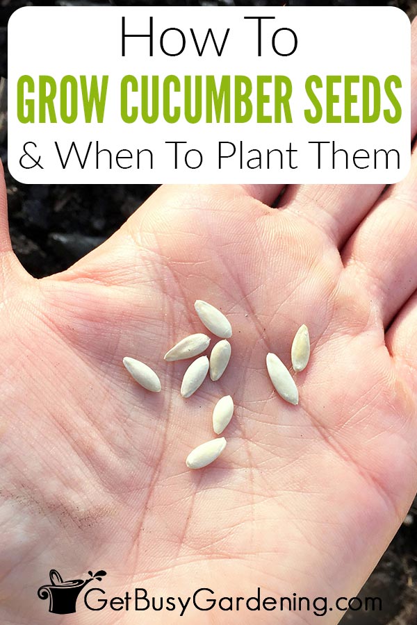 How To Grow Cucumber Seeds & When To Plant Them