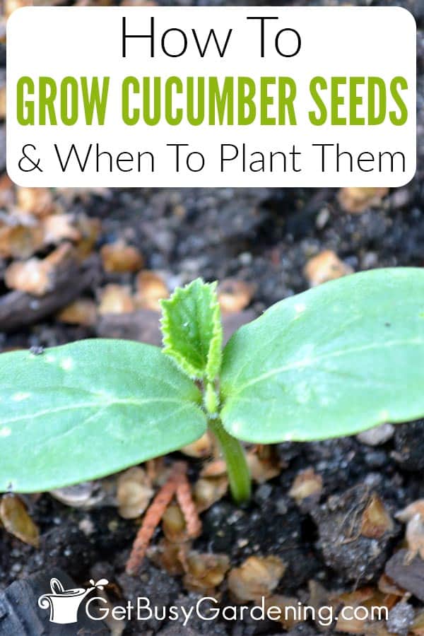 How To Grow Cucumber Seeds & When To Plant Them
