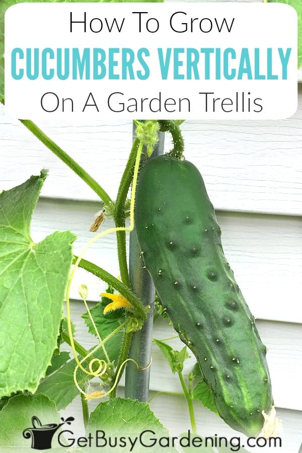 How To Grow Cucumbers Vertically On A Garden Trellis