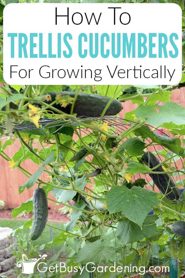 How To Trellis Cucumbers For Growing Vertically