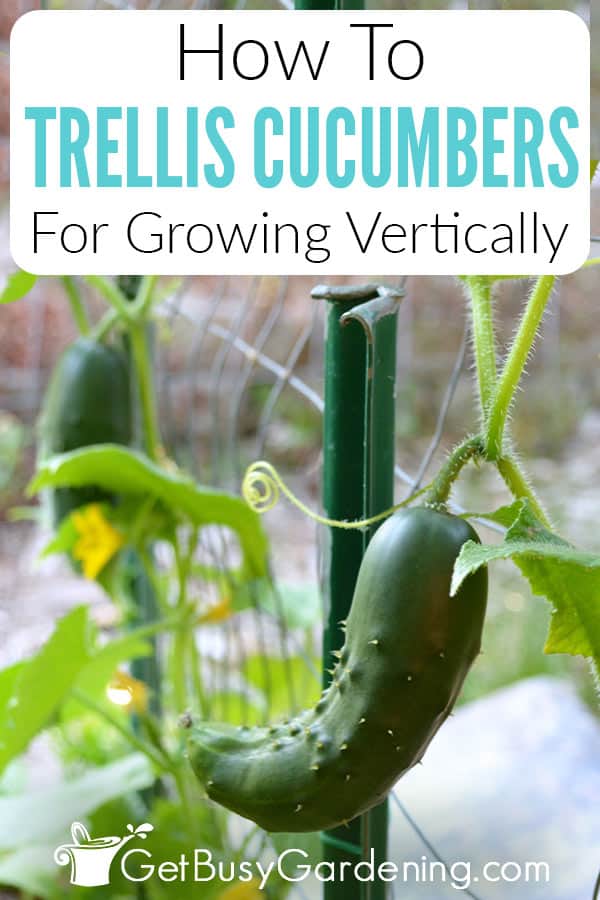 How To Trellis Cucumbers For Growing Vertically