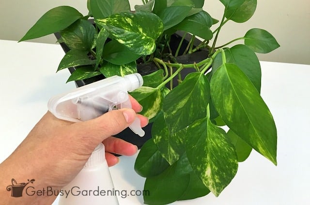 Spraying a whitefly infested plant