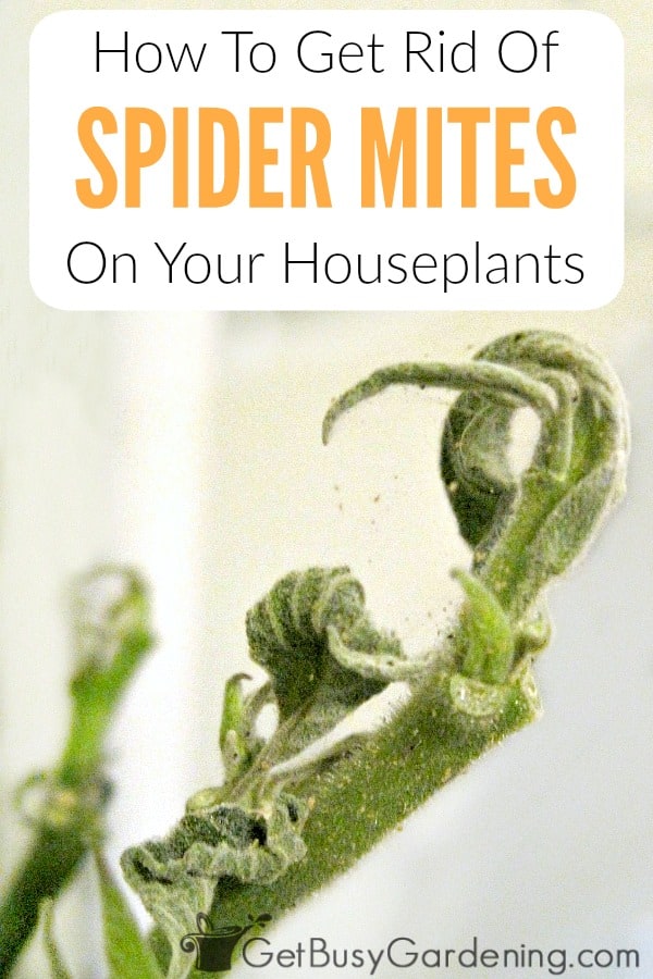 How To Get Rid Of Spider Mites On Your Houseplants