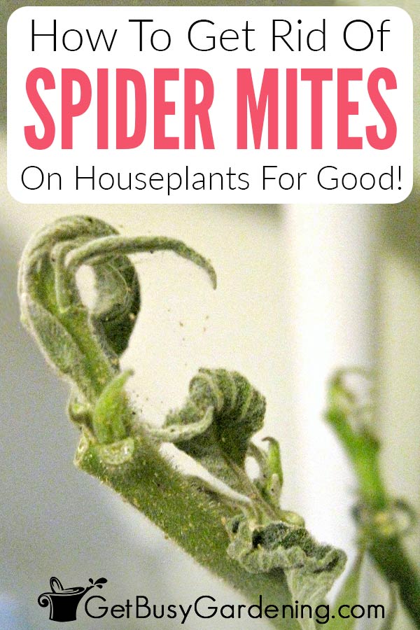 How To Get Rid Of Spider Mites On Houseplants For Good!