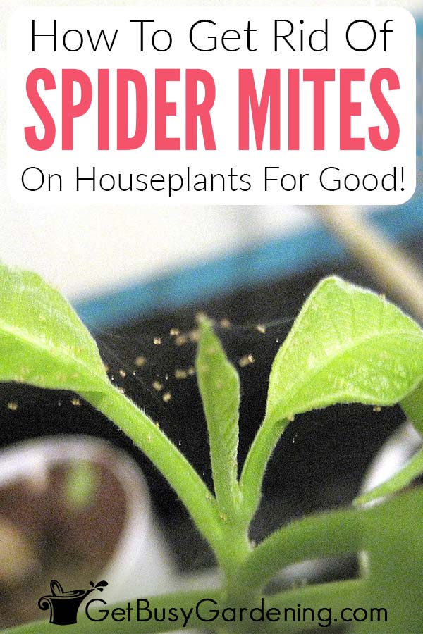 How To Get Rid Of Spider Mites On Houseplants For Good!