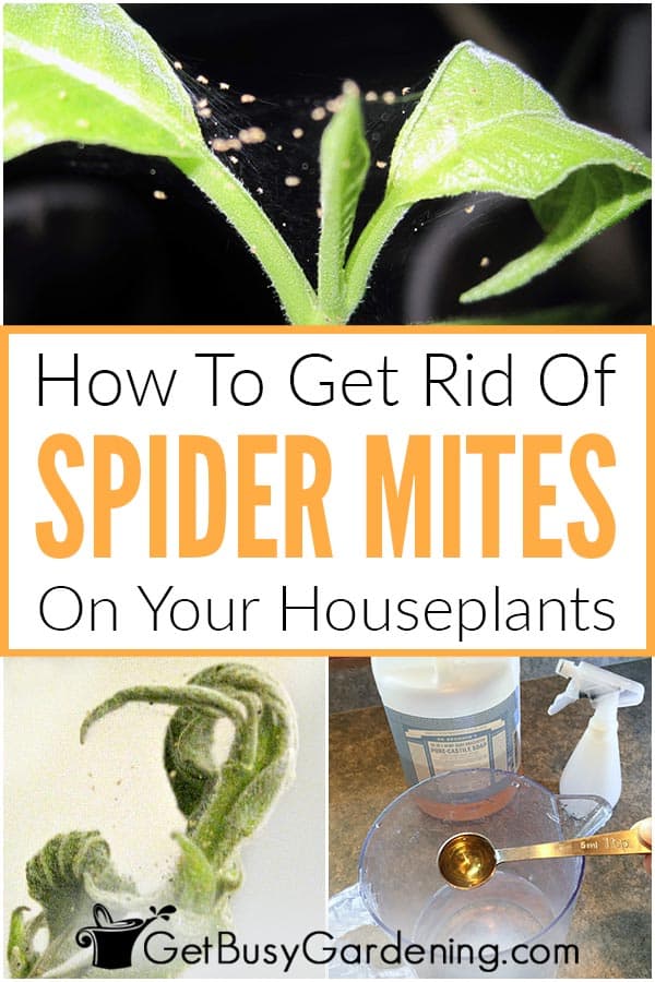 How To Get Rid Of Spider Mites On Houseplants For Good Get Busy