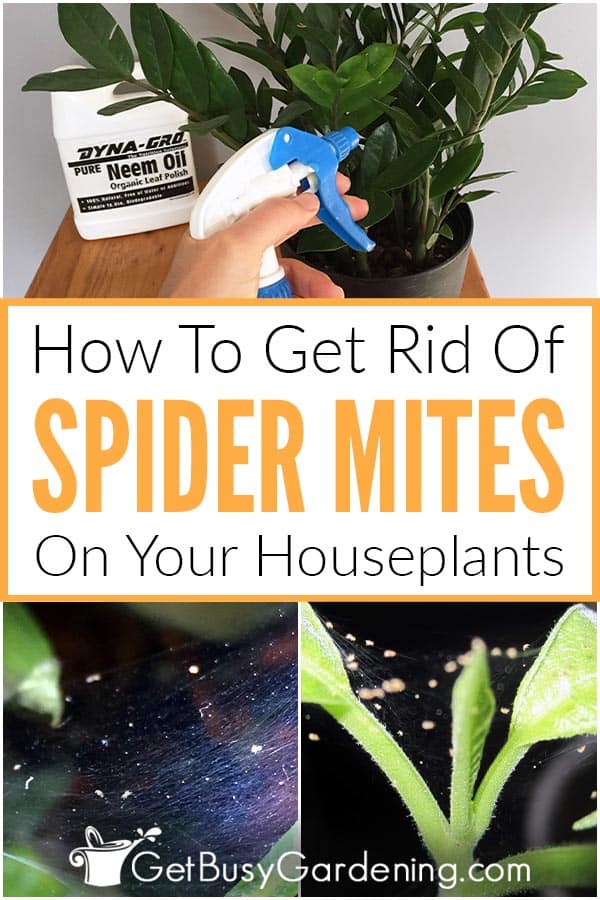 How To Get Rid Of Spider Mites On Indoor Plants For Good Get Busy Gardening