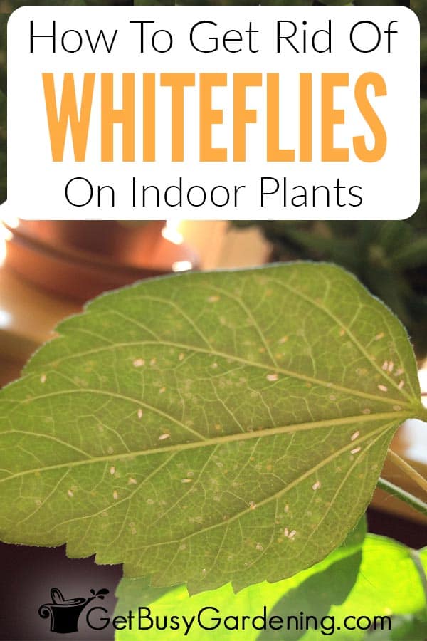 How To Get Rid Of Whiteflies On Indoor Plants