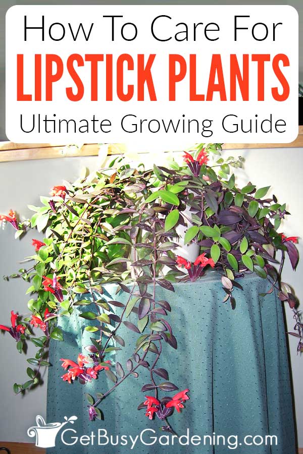 How To Care For Lipstick Plants Ultimate Growing Guide