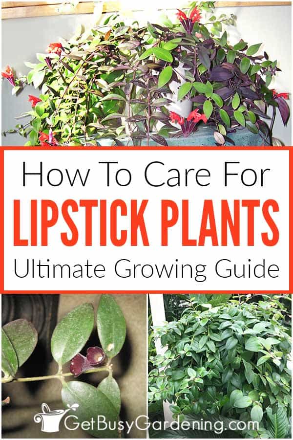 How To Care For Lipstick Plants Ultimate Growing Guide