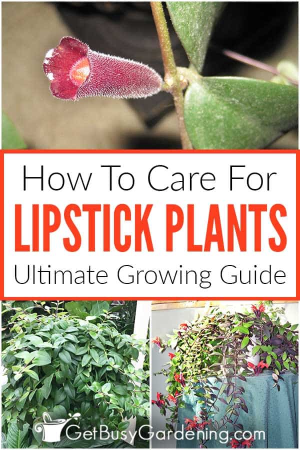 How To Care For Lipstick Plants Ultimate Growing Guide