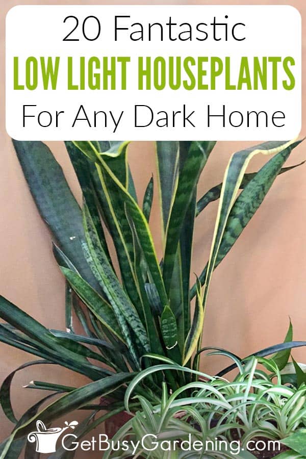 20 Fantastic Low Light Houseplants For Any Dark Home