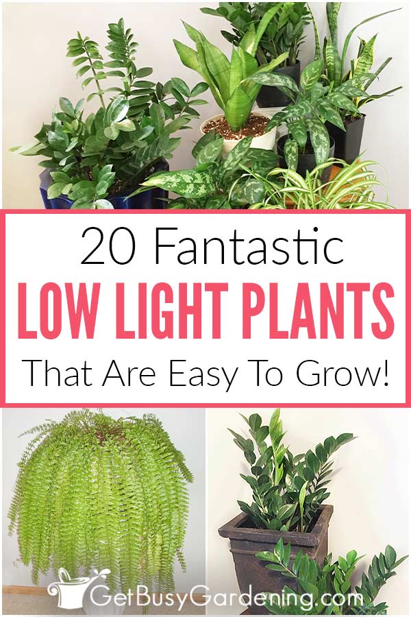 20 Fantastic Low Light Plants That Are Easy To Grow!