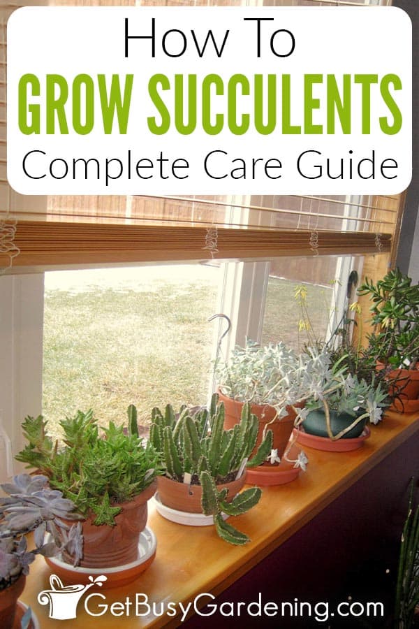 How To Grow Succulents Complete Care Guide