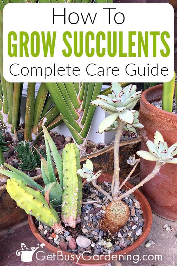 How To Grow Succulents Complete Care Guide
