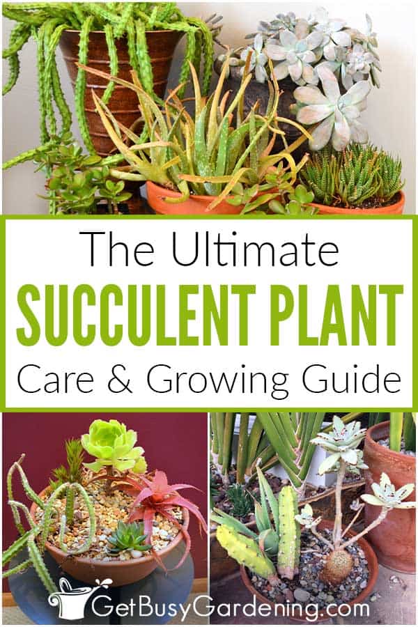 The Ultimate Succulent Plant Care Guide