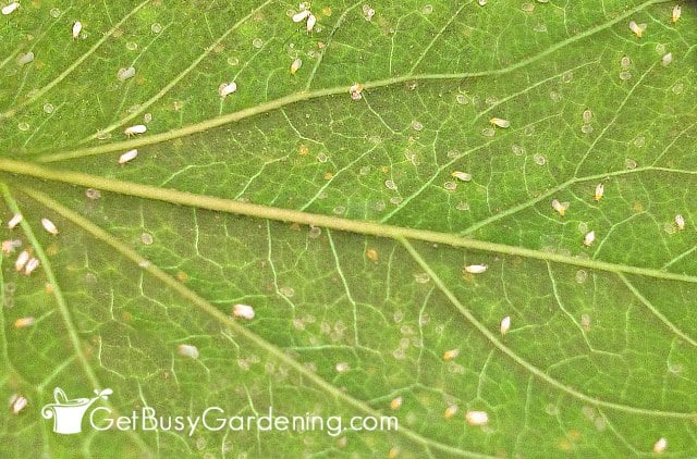 Closeup of whitefly adults, nymphs, and eggs on a houseplant leaf