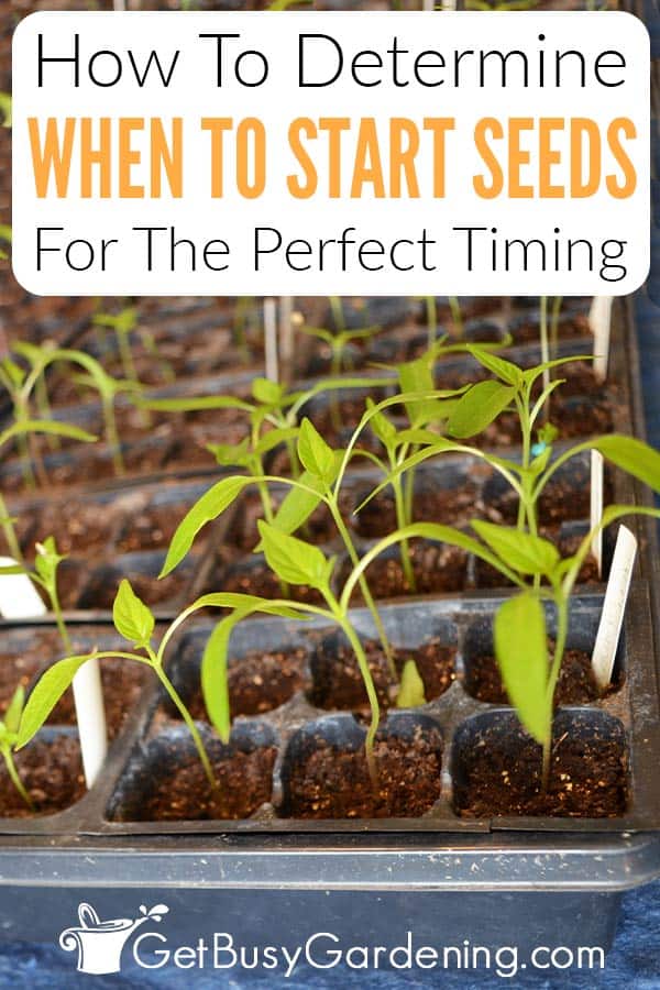How To Determine When To Start Seeds For The Perfect Timing