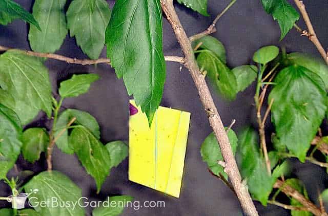 A yellow sticky trap hanging in a plant that's infested with whiteflies