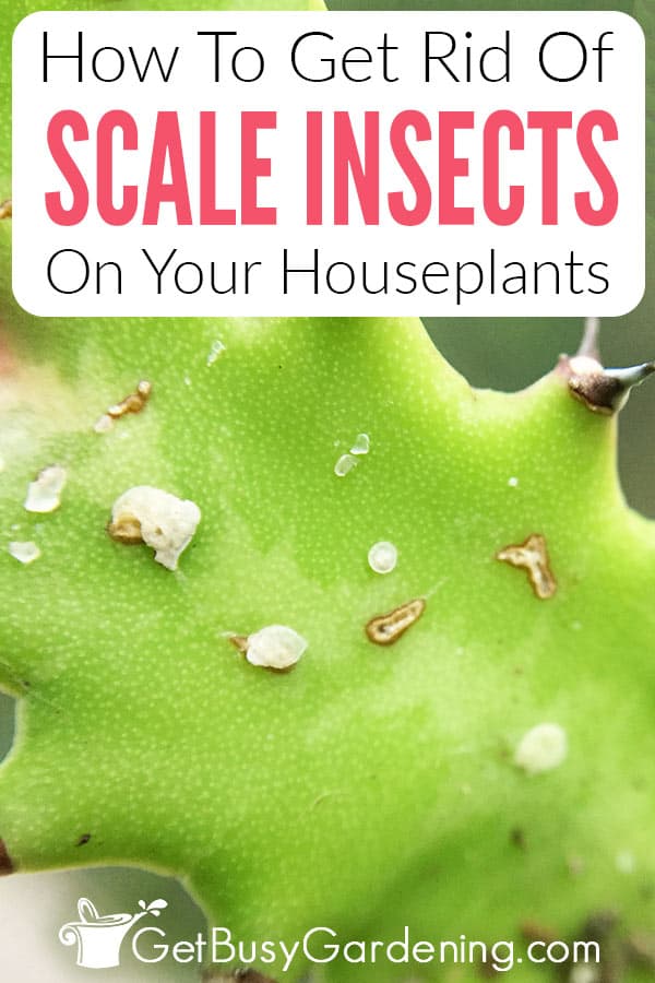 Getting Rid Of Houseplant Scale Pin 