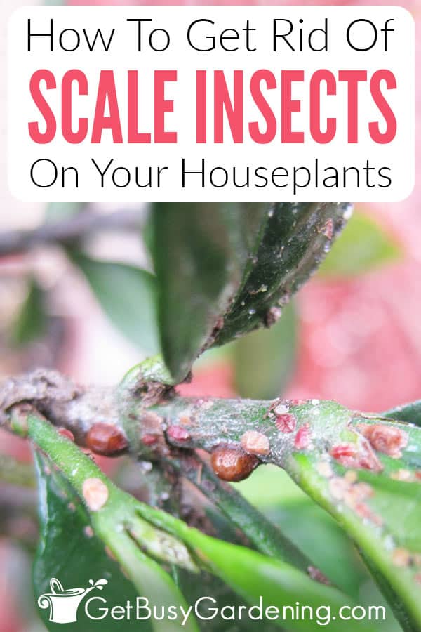 How To Get Rid Of Scale Insects On Your Houseplants