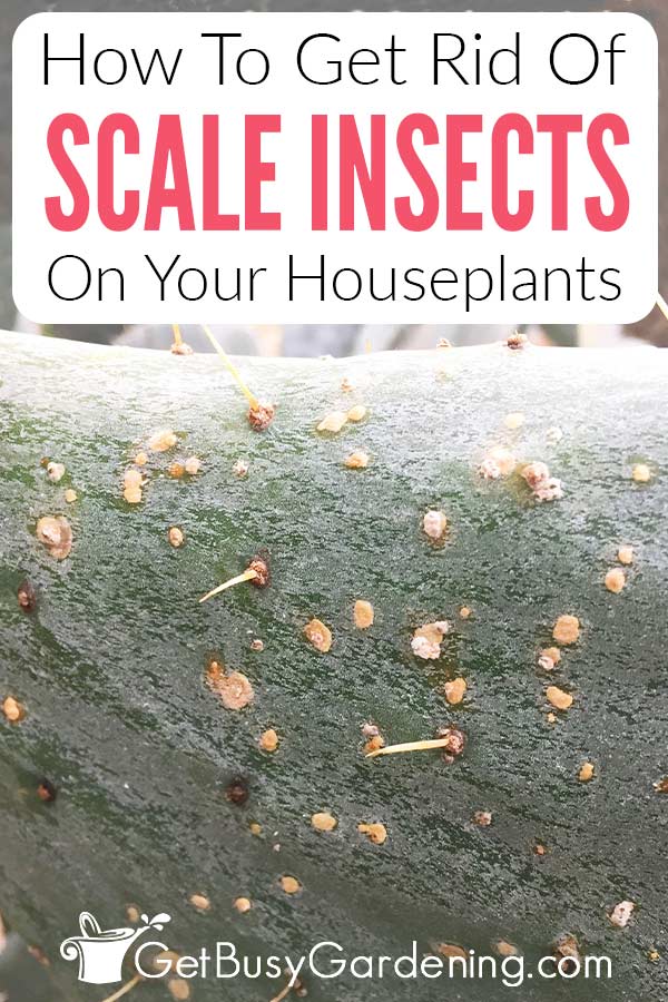 How to Get Rid of Scale on Plants