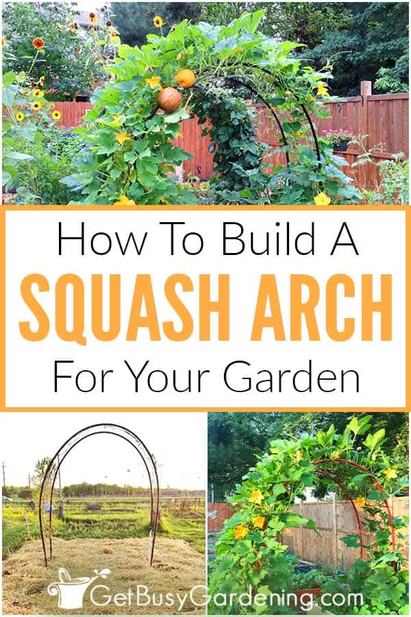 How To Build A Squash Arch For Your Garden
