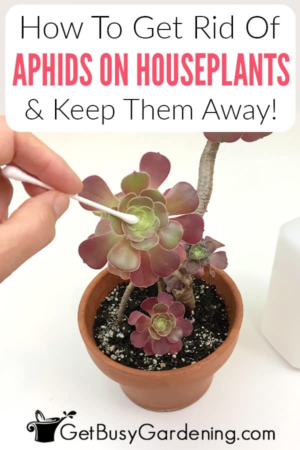 How To Get Rid Of Aphids On Houseplants & Keep Them Away!