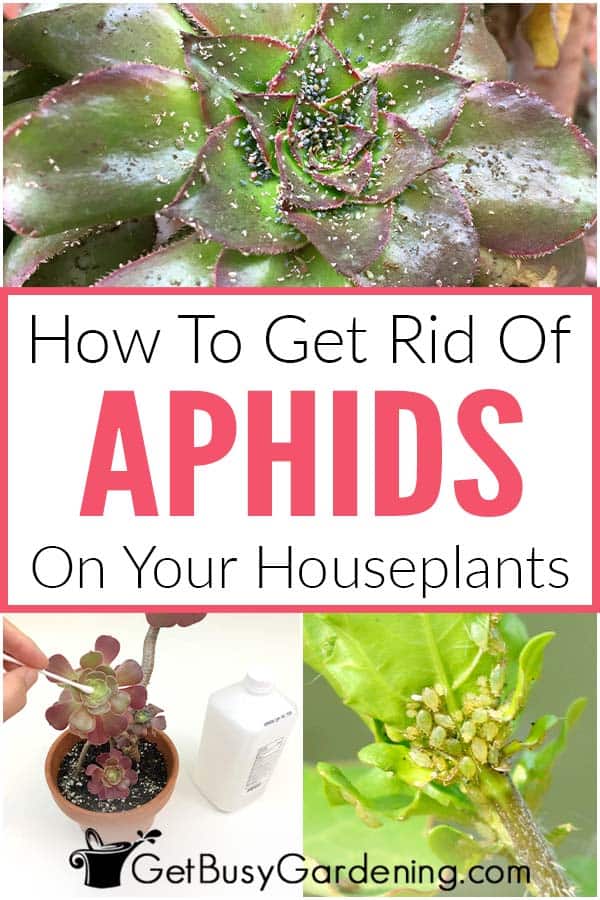 How To Get Rid Of Aphids On Your Houseplants