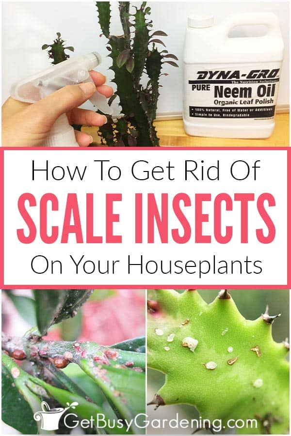 How to Get Rid of Scale Insects in Your Garden