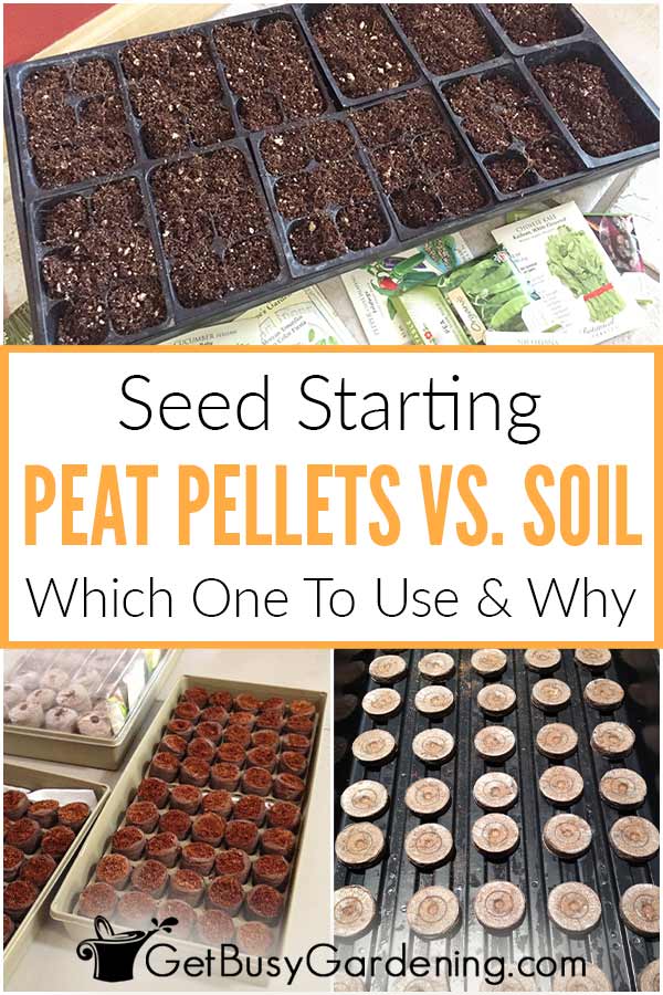 Seed Starting Peat Pellets Vs. Soil: Which Should You Use And Why?