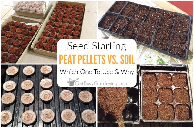 Seed Starting Peat Pellets vs. Soil: Which One To Use & Why