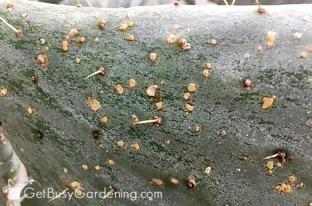 Pock marks from a scale damage on a cactus plant