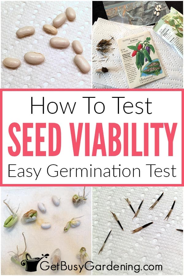 How To Test Seed Viability Easy Germination Test