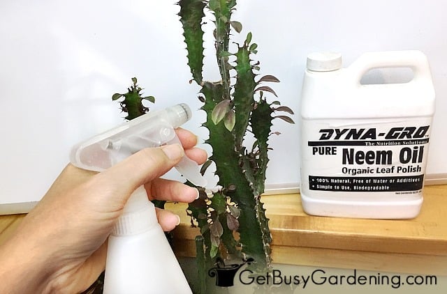 Spraying neem oil on an indoor plant