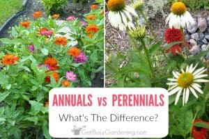 Annuals vs Perennials: What’s the difference?