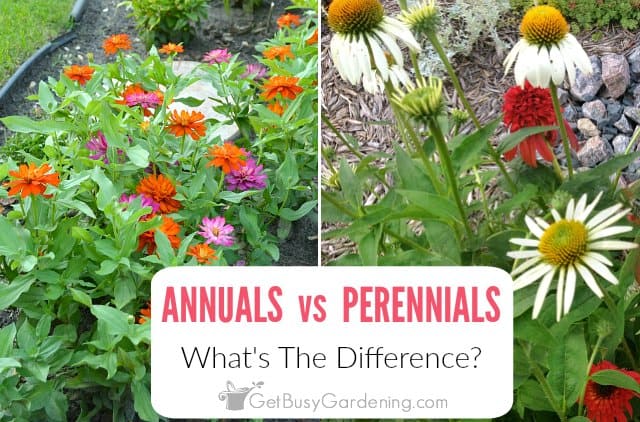 What The Difference Between Annual Biennial And Perennial Plants - Examples Of Annual, Biennial And Perennial Plants