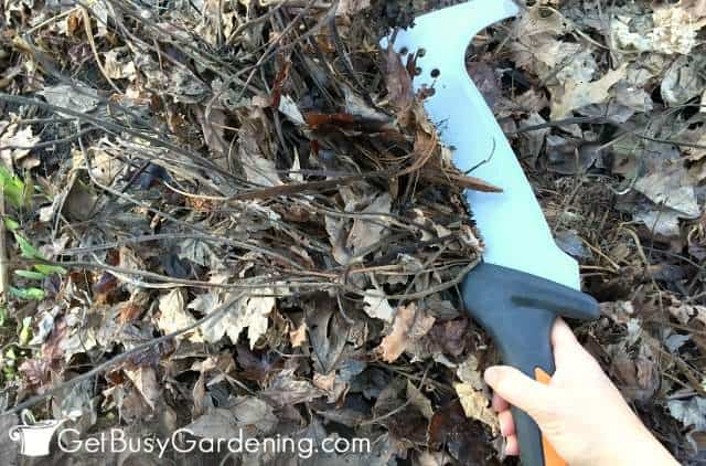 Cut back dead plants in spring Cut back dead plants in spring