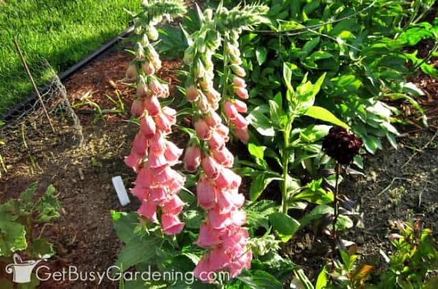 Foxgloves are an example of a biennial plant